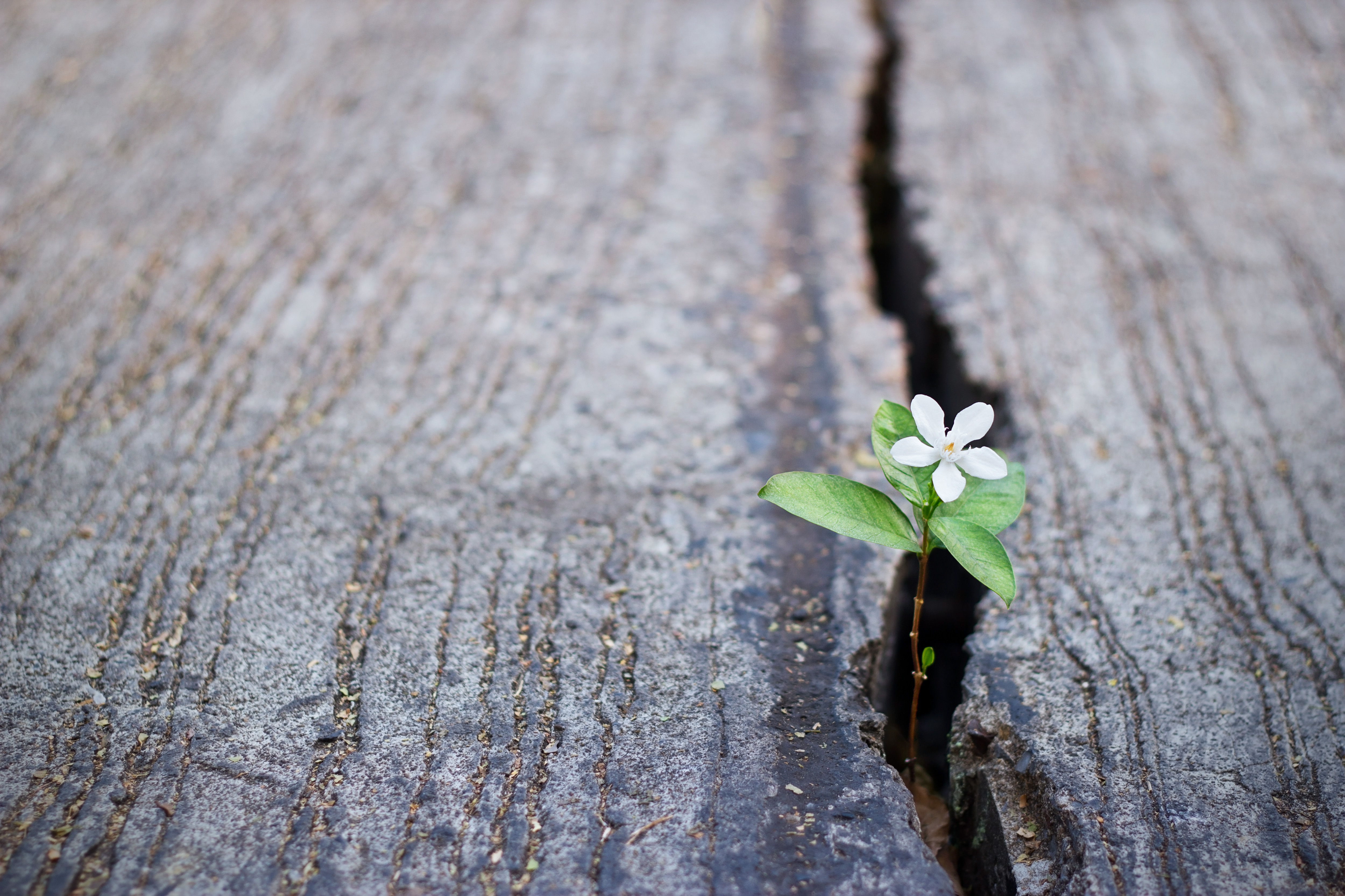 Von der Symptombehandlung zu nachhaltigen Lösung Weiche, fokussierte Aufnahme einer weißen Blume, die aus einem Riss in Beton wächst. Gedankenflüsse#14